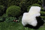 Schaffell Lammfell Merinoschaf groß 130-140cm Weiß ökologische Gerbung
